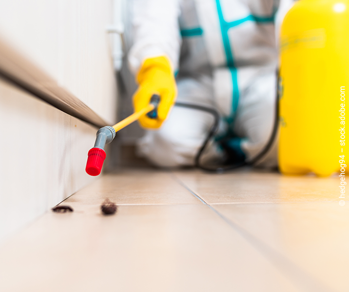 Person in Schutzanzug und mit gelben Gummihandschuhen sprüht Chemikalien auf Käfer in einer Zimmerecke.